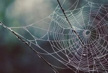 بیت کوین‌کش