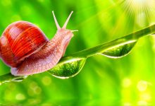 دیم پروژه‌ی رمزارز پایدار فیس‌بوک